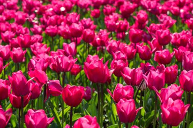 Beautiful spring red tulips flowers background