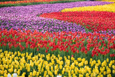 Colorful tulips bloom in the flower garden.Spring flowers Tulips.