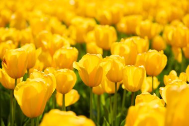 Beautiful spring yelllow tulips flowers background