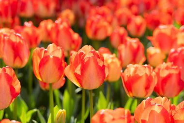 Beautiful spring saffron yellow tulip flowers background