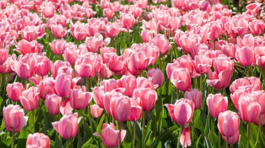 Güzel bahar pembe lale çiçekleri arka plan