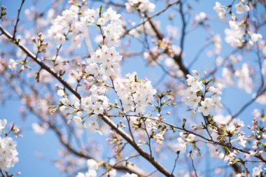 Bahar kiraz çiçekleri, beyaz çiçekler..