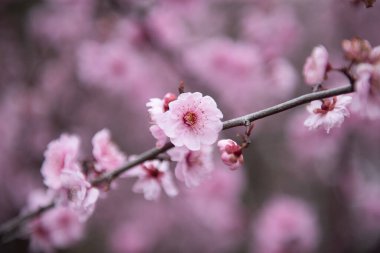 İlkbaharda pembe erik çiçeği