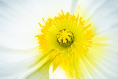 Beyaz çiçek yakın plan, soyut arkaplan. Mısır haşhaşı.