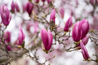 Manolya pembe çiçekleri, dalları kapatın, açık hava..