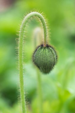 Mısır haşhaş çiçeği tomurcuğu