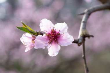 Baharda şeftali çiçeğiyle arka plan