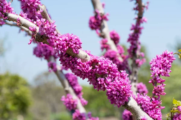 Chinese Redbud Blooming Flower Spring — Stock Photo, Image