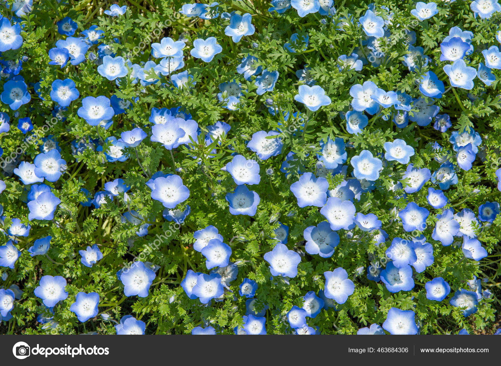 ネモフィラ写真素材 ロイヤリティフリーネモフィラ画像 Depositphotos