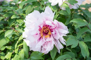 Bahçede çiçek açan beyaz şakayık.