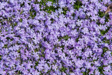 Küçük mor çiçekler nemophila. bahar çiçekleri arka planı