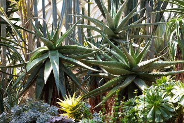 Botanik bahçesindeki tropik yeşil bitkiler aloe vera