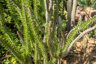 Cactus plant Alluaudia procera in garden clipart