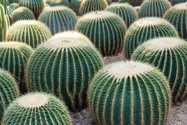 Dikenli kaktüs, altın top kaktüsü..