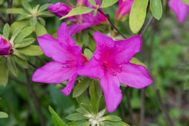 Botanik bahçesinde çiçek açan mor açelya çiçekleri.