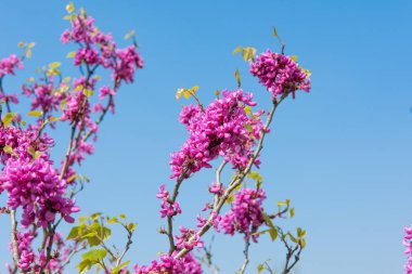 Çin kızıl tomurcuğu baharda çiçek açar.