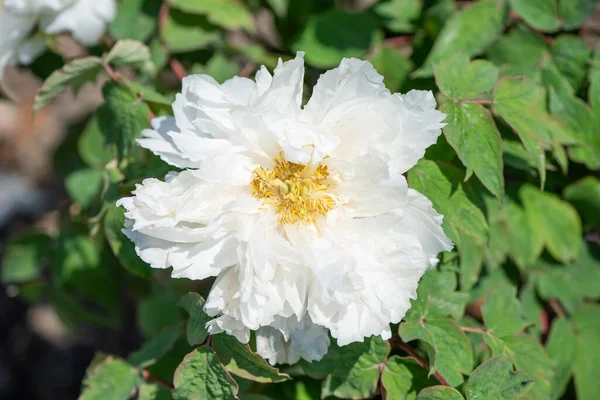 White Peony Blooming Flower Garden — Stock Photo, Image