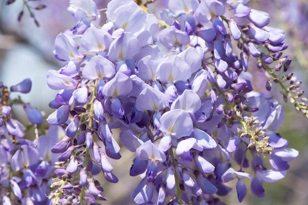 Spring Flowers Wisteria Blooming Garden — Stock Photo, Image