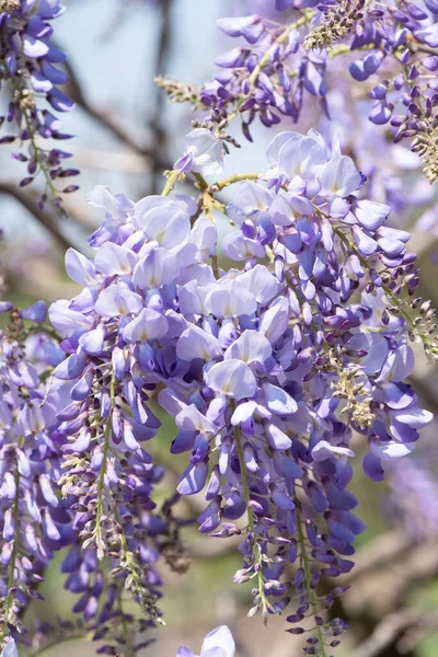 Flores Primavera Wisteria Florescendo Jardim — Fotografia de Stock