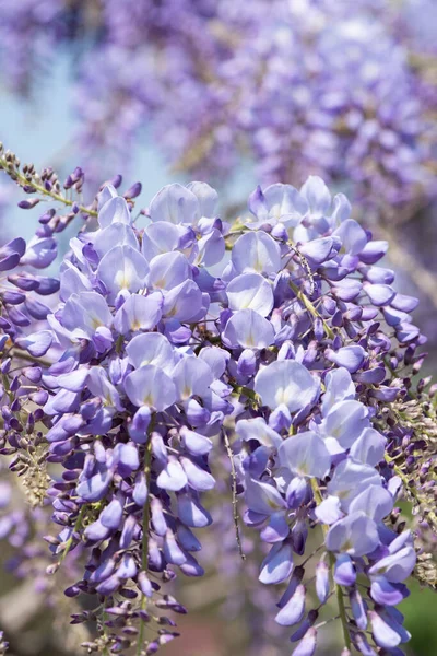 Spring Flowers Wisteria Blooming Garden — Stock Photo, Image