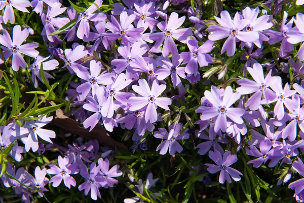 Small Purple Flowers Nemophila Spring Flowers Background — Stock Photo, Image