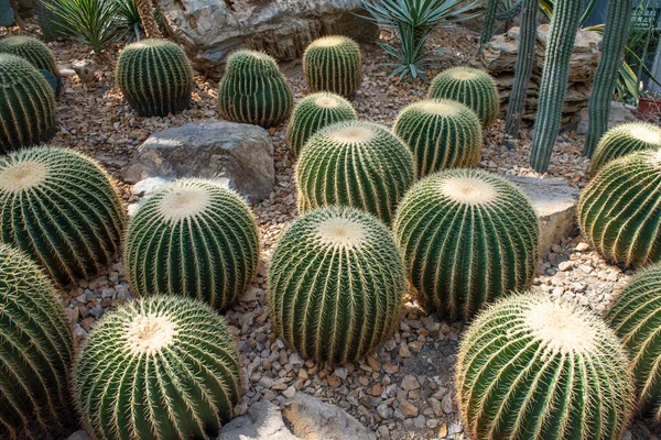 Cactus Espinoso Cactus Bola Oro — Foto de Stock
