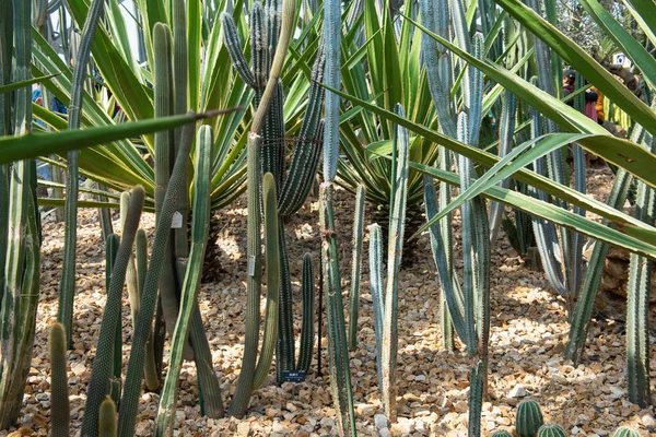 Skupina Kaktusů Botanické Zahradě — Stock fotografie