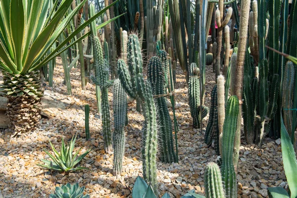 植物園のサボテンのグループ — ストック写真