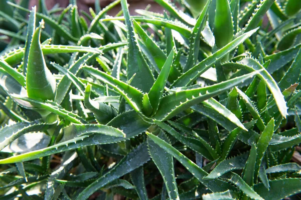 Botanik Bahçesindeki Tropik Yeşil Bitkiler Aloe Vera — Stok fotoğraf