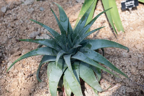 Tropické Zelené Rostliny Aloe Vera Botanické Zahradě — Stock fotografie