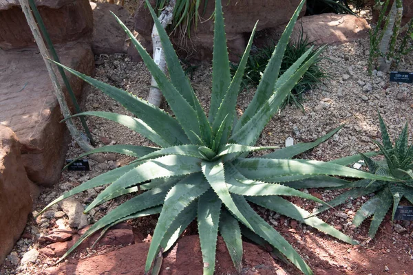 Tropické Zelené Rostliny Aloe Vera Botanické Zahradě — Stock fotografie