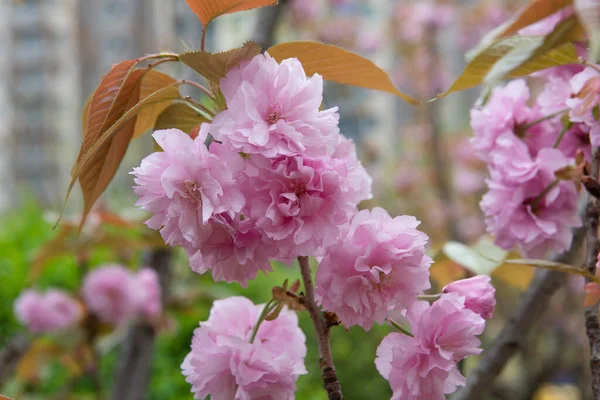 Spring Cherry Blossoms Pink Flowers — Stock Photo, Image