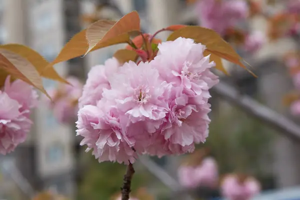 Spring Cherry Blossoms Pink Flowers — Stock Photo, Image