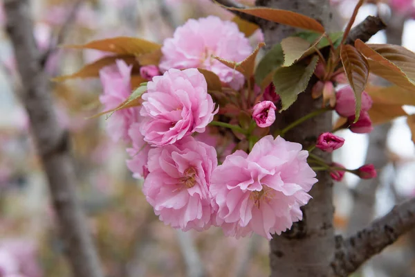 Spring Cherry Blossoms Pink Flowers — Stock Photo, Image