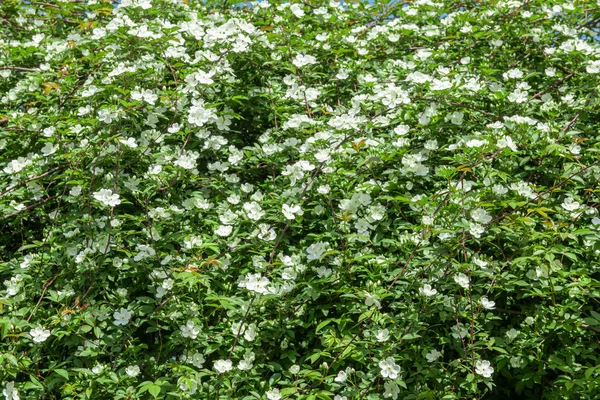 Spring Flower White Multiflora Rose — Stock Photo, Image