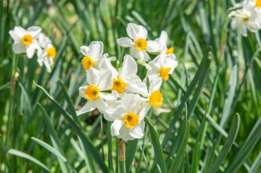 Nergislerden oluşan beyaz buketler kapanıyor. Bahçedeki nergisler. 