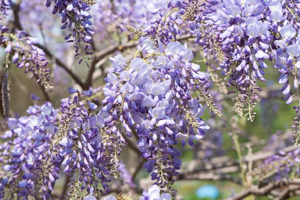 Spring Flowers Wisteria Blooming Garden — Stock Photo, Image