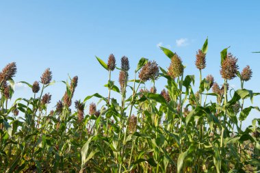 Mavi gökyüzünün altındaki tarlada Sorghum bitkileri