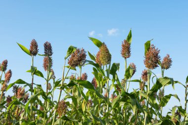 Mavi gökyüzünün altındaki tarlada Sorghum bitkileri