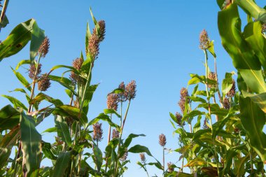 Mavi gökyüzünün altındaki tarlada Sorghum bitkileri