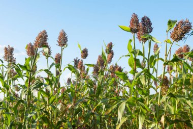 Mavi gökyüzünün altındaki tarlada Sorghum bitkileri