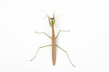 Sarı peygamber devesi beyaz arkaplanda izole.