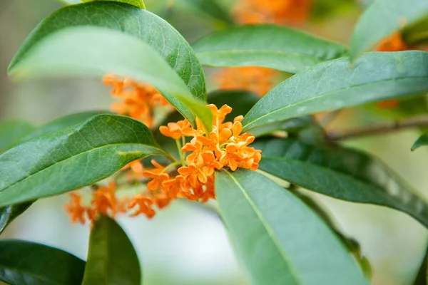 Schöne Orangefarbene Osmanthus Düfte Blühen Herbst — Stockfoto