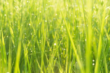 Bir tarladan çiğ damlası ile yeşil çimen