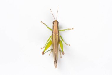 Beyaz arka planda izole edilmiş yeşil çekirge sürüsü