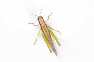 Beyaz arka planda izole edilmiş yeşil çekirge sürüsü