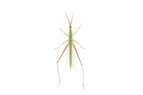 Green Grasshopper Isolated White Background — Stock Photo, Image