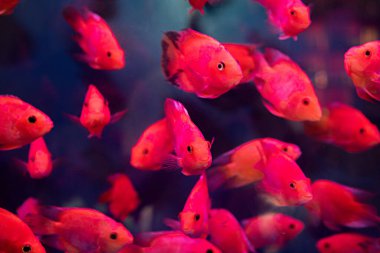 Bir grup kırmızı balık akvaryumda yüzüyor..