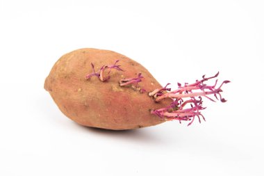 Beyaz arka planda tatlı patates filizleri