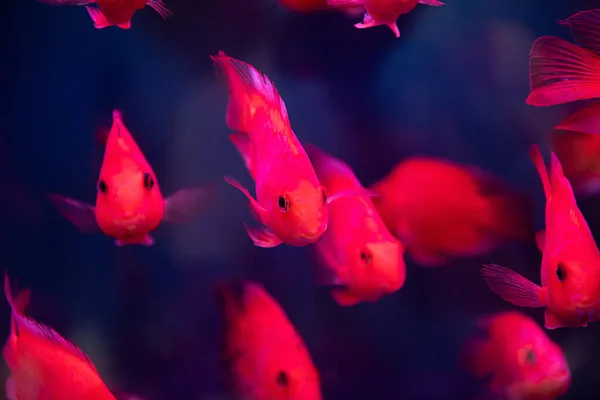 Grupo Peixes Vermelhos Nadar Tanque Peixes — Fotografia de Stock